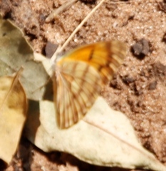 Colotis
