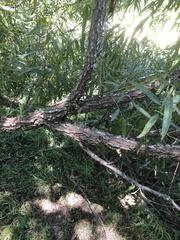 Salix caroliniana