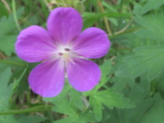 Geranium oreganum