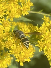 Euodynerus foraminatus