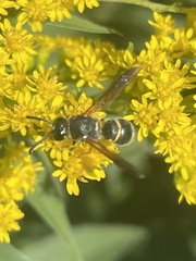 Euodynerus foraminatus