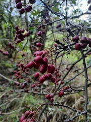 Crataegus
