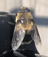 Cephenemyia