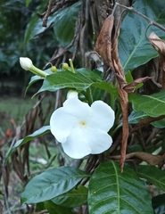 Tabernaemontana divaricata