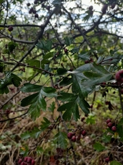 Crataegus