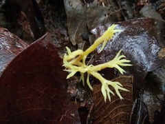 Ramaria lorithamnus