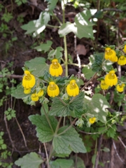 Calceolaria corymbosa
