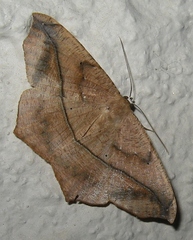 Prochoerodes lineola