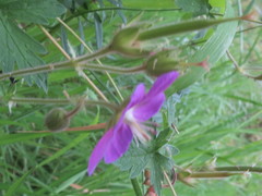 Geranium oreganum