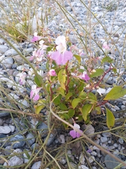 Impatiens balfourii
