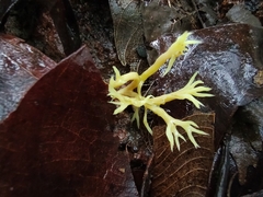 Ramaria lorithamnus