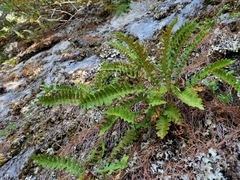Polypodium virginianum