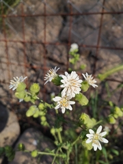 Moscharia pinnatifida