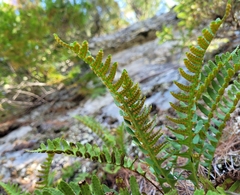 Polypodium virginianum