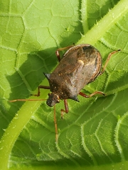 Picromerus bidens