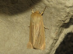 Mythimna oxygala