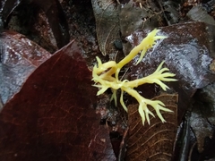 Ramaria lorithamnus