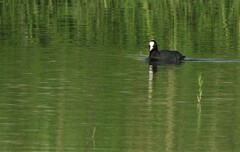 Fulica atra atra