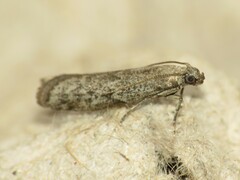 Phycitodes reliquellum