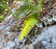 Polypodium virginianum