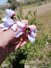 Leucocoryne purpurea