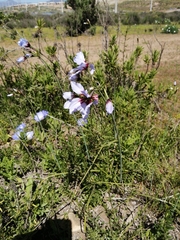 Leucocoryne purpurea