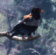 Terathopius ecaudatus