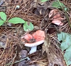 Russula rosacea
