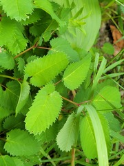Sanguisorba canadensis