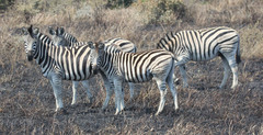Equus quagga