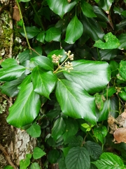 Hedera colchica