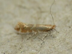 Cremastobombycia solidaginis