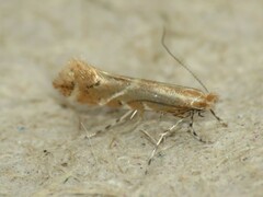 Cremastobombycia solidaginis