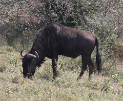 Connochaetes taurinus taurinus