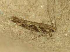 Aristotelia fungivorella