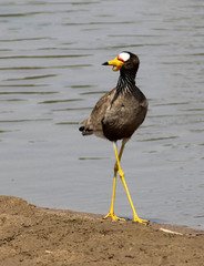 Vanellus senegallus