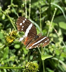 Anartia fatima