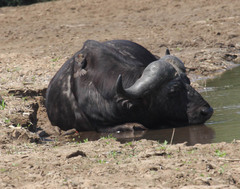 Syncerus caffer caffer