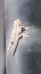 Lygodactylus chobiensis