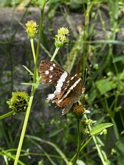 Anartia fatima