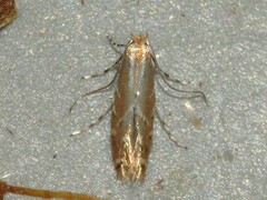 Cremastobombycia solidaginis