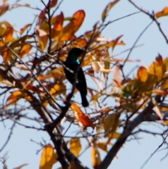 Nectariniidae