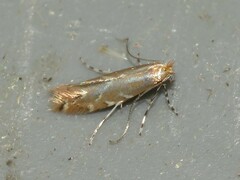 Cremastobombycia solidaginis