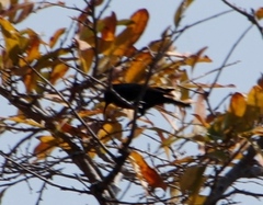Nectariniidae
