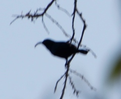 Nectariniidae