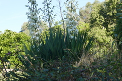 Yucca gloriosa