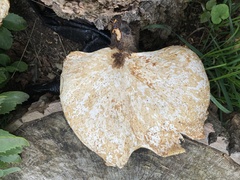 Cerioporus leptocephalus