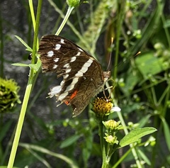 Anartia fatima