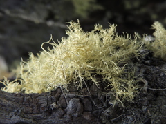 Usnea rubicunda