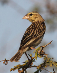 Euplectes albonotatus